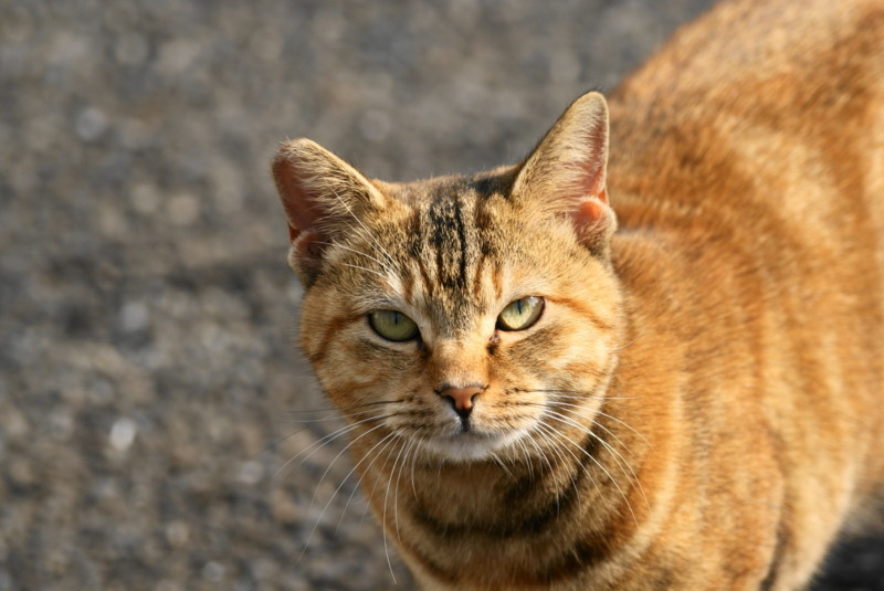 https://cdn-ak.f.st-hatena.com/images/fotolife/s/shigeo-t/20091031/20091031090638.jpg