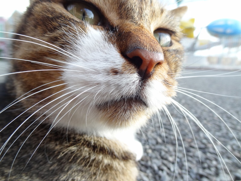 f:id:shigeo-t:20131009070132j:plain f:id:shigeo-t:20131009070132j:plain