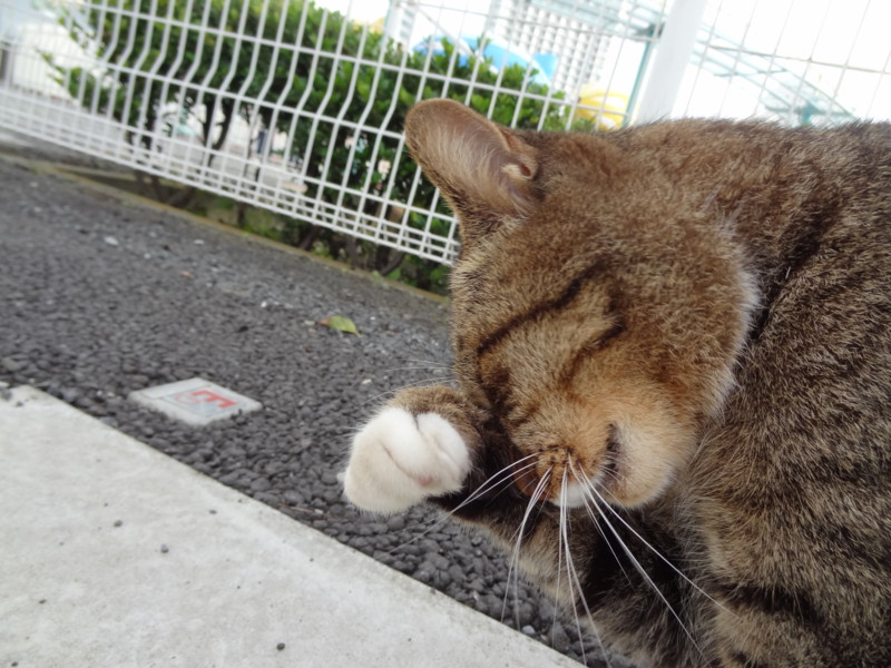 f:id:shigeo-t:20131009071448j:plain f:id:shigeo-t:20131009071448j:plain