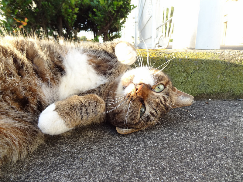 f:id:shigeo-t:20140119122545j:plain f:id:shigeo-t:20140119122545j:plain