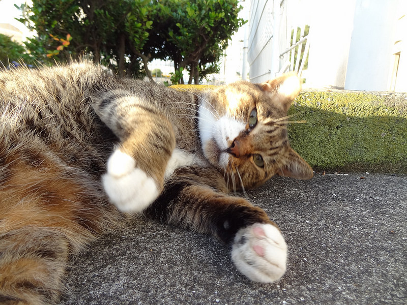 f:id:shigeo-t:20140119122546j:plain f:id:shigeo-t:20140119122546j:plain