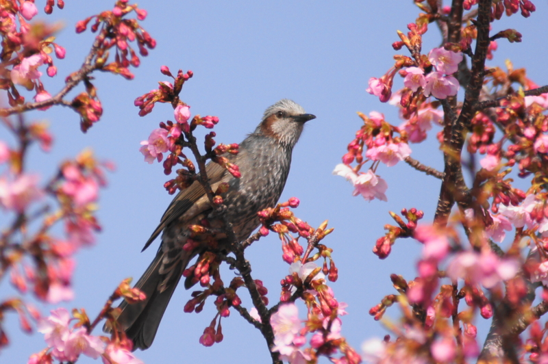 f:id:shigeo-t:20140406082916j:plain