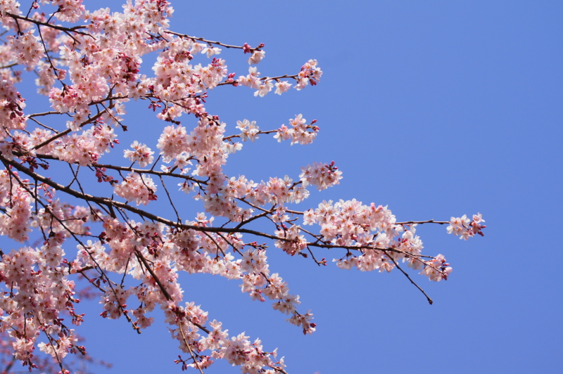 f:id:shigeo-t:20140406083623j:plain