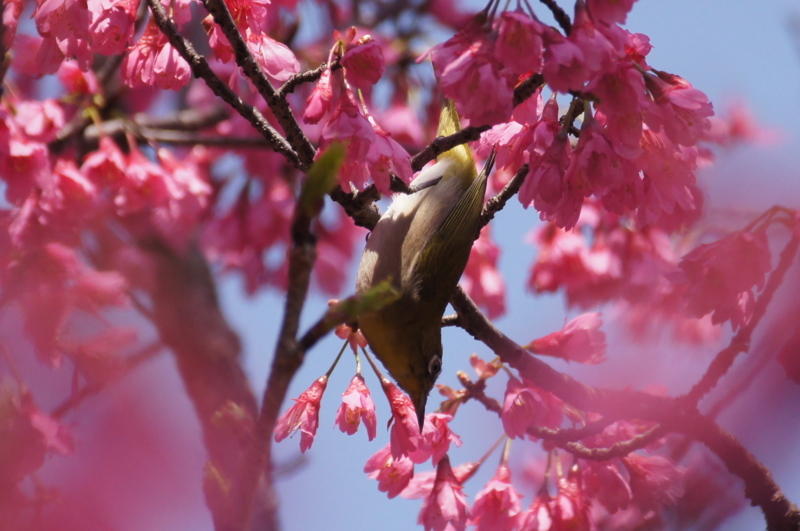 f:id:shigeo-t:20140406083844j:plain