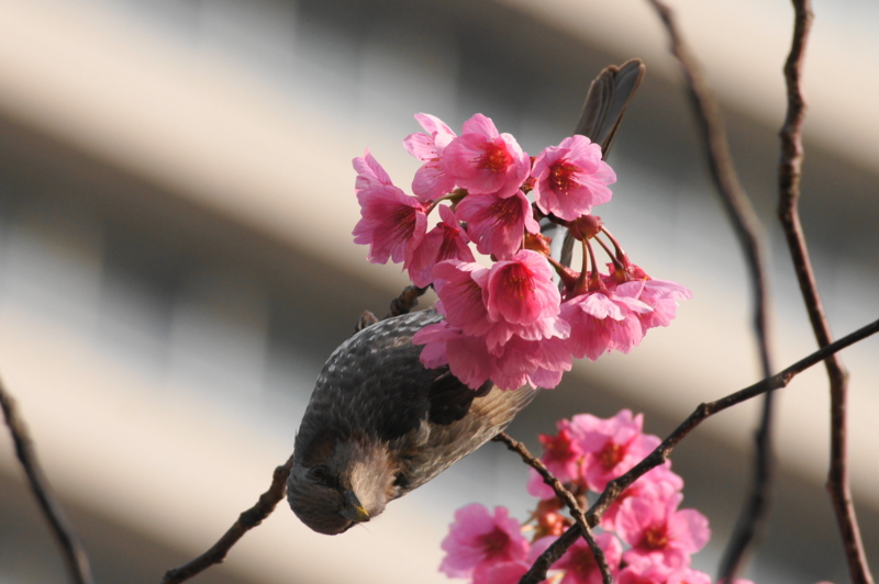 f:id:shigeo-t:20140406084927j:plain