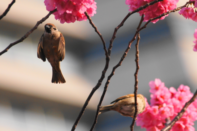 f:id:shigeo-t:20140406085754j:plain