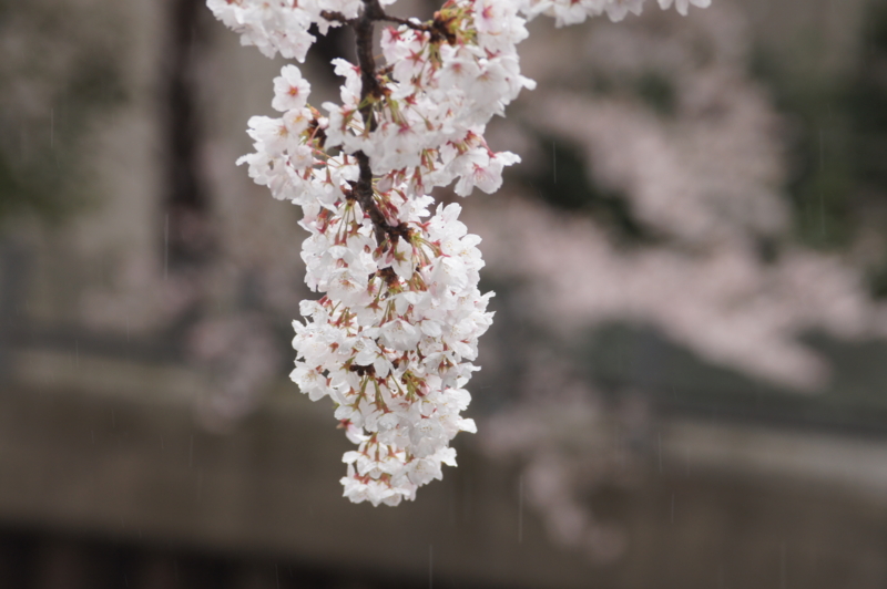 f:id:shigeo-t:20140406090121j:plain
