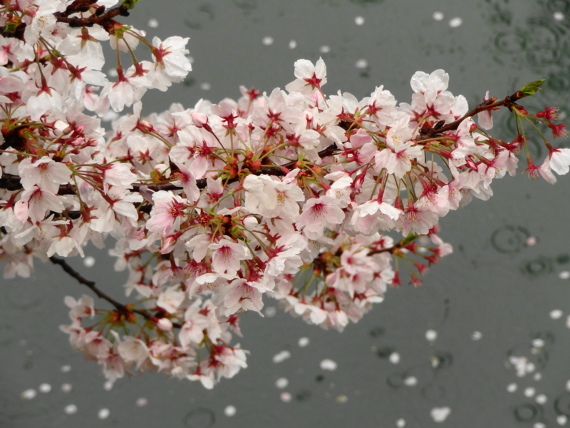 f:id:shigeo-t:20140406090309j:plain