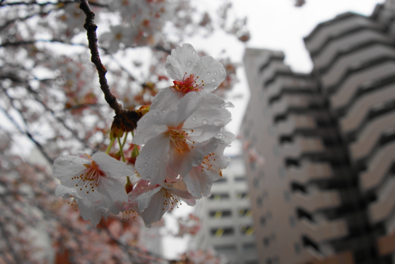 f:id:shigeo-t:20140406090432j:plain