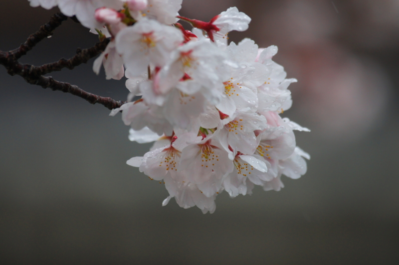 f:id:shigeo-t:20140406090741j:plain