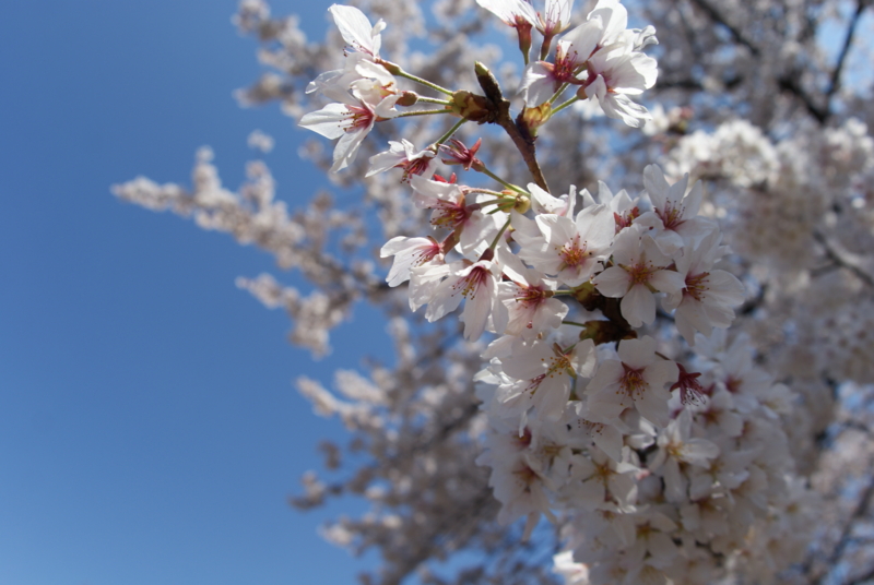 f:id:shigeo-t:20140406092020j:plain
