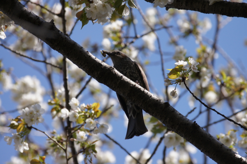 f:id:shigeo-t:20140406092319j:plain