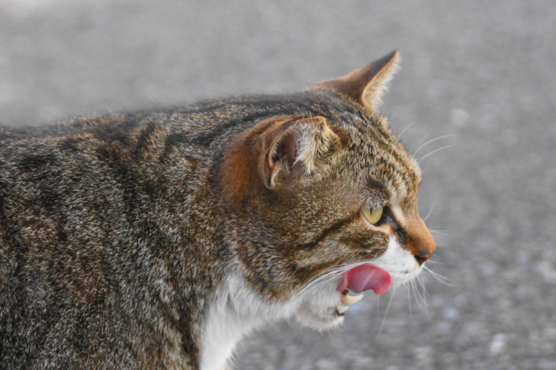 f:id:shigeo-t:20140407114625j:plain f:id:shigeo-t:20140407114625j:plain