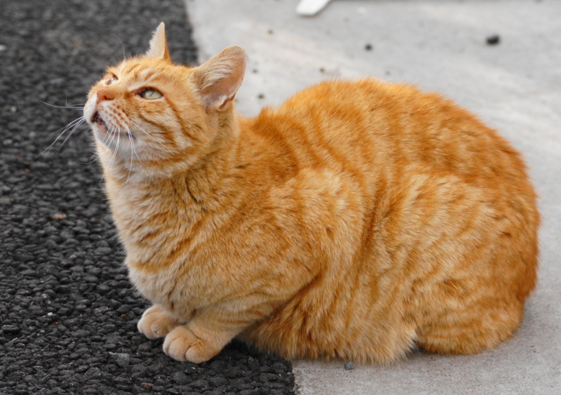 f:id:shigeo-t:20140413112733j:plain f:id:shigeo-t:20140413112733j:plain