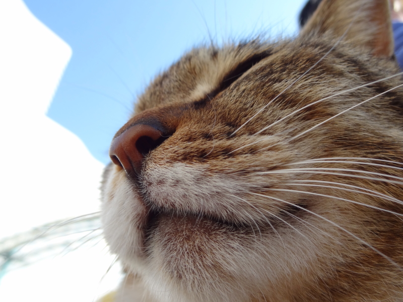 f:id:shigeo-t:20140415090700j:plain