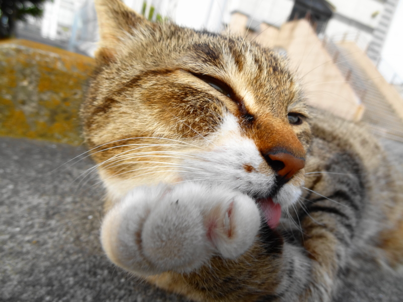 f:id:shigeo-t:20140421111831j:plain f:id:shigeo-t:20140421111831j:plain