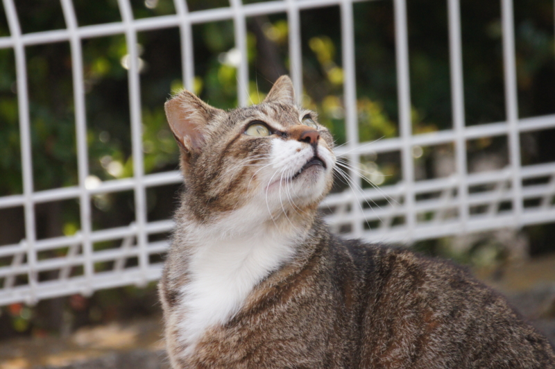 f:id:shigeo-t:20140510084723j:plain f:id:shigeo-t:20140510084723j:plain