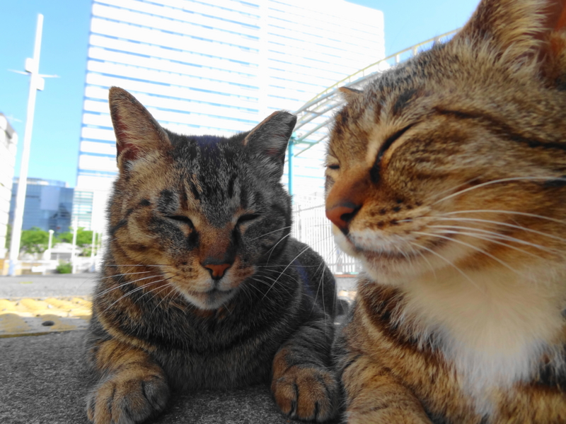 f:id:shigeo-t:20140512173619j:plain