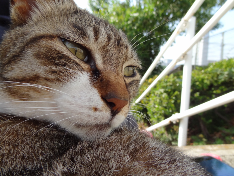 f:id:shigeo-t:20140615081522j:plain