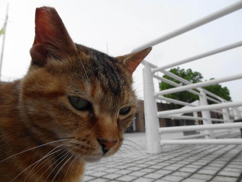 f:id:shigeo-t:20140704062736j:plain f:id:shigeo-t:20140704062736j:plain