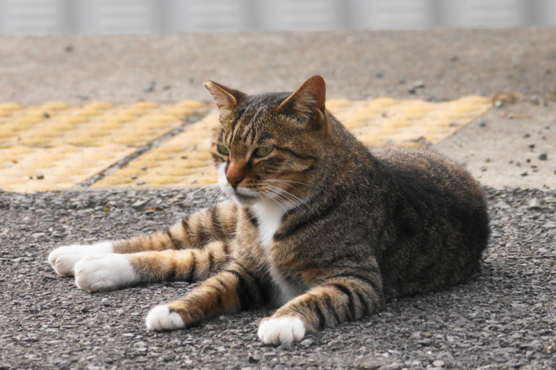 f:id:shigeo-t:20140720101649j:plain f:id:shigeo-t:20140720101649j:plain