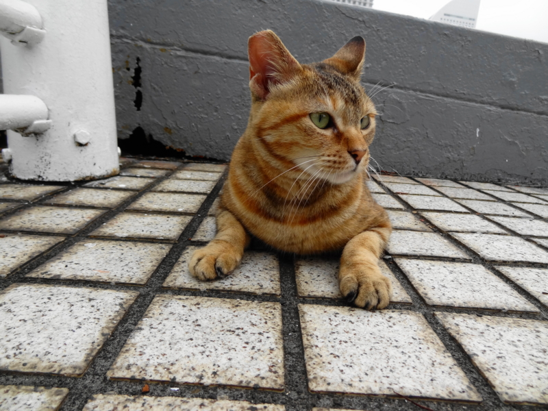 f:id:shigeo-t:20140725060742j:plain