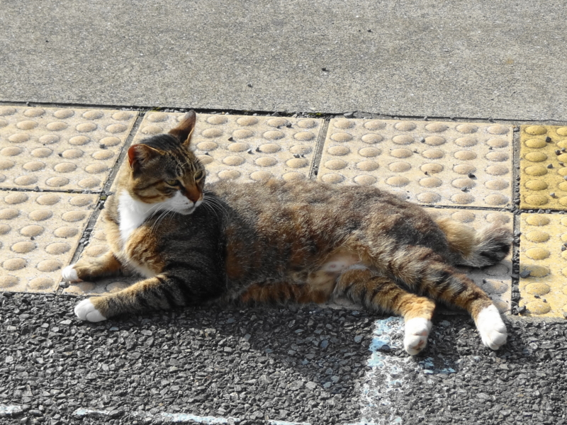 f:id:shigeo-t:20140801060301j:plain