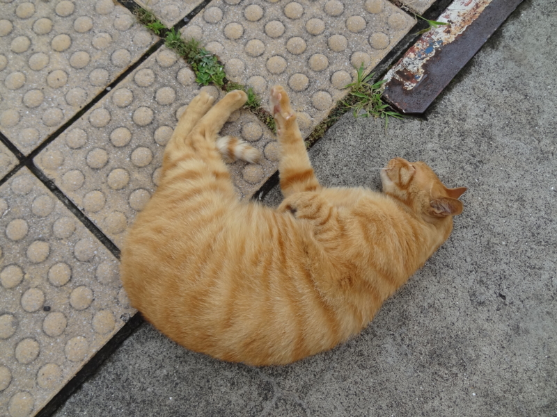 f:id:shigeo-t:20141008042124j:plain