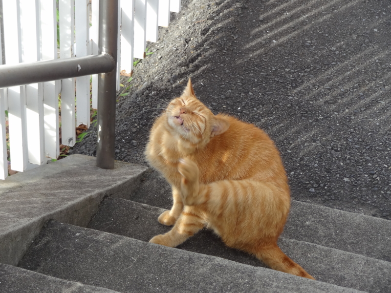 f:id:shigeo-t:20141008042125j:plain