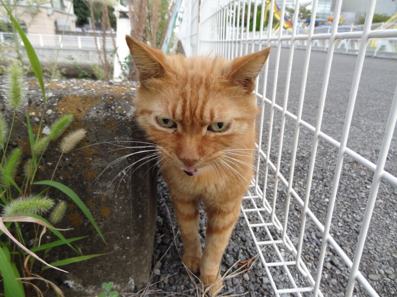 f:id:shigeo-t:20141008042126j:plain