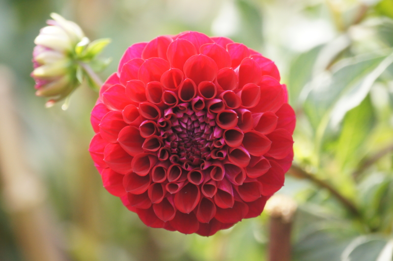f:id:shigeo-t:20141012052531j:plain f:id:shigeo-t:20141012052531j:plain