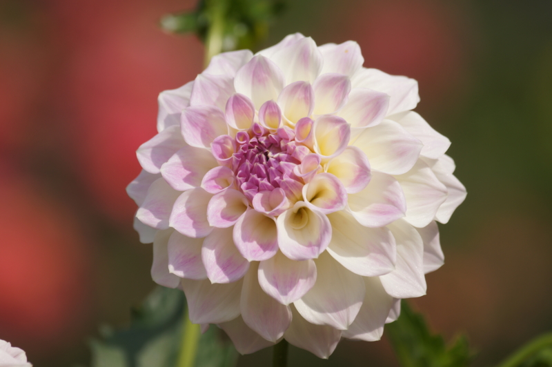 f:id:shigeo-t:20141012052536j:plain f:id:shigeo-t:20141012052536j:plain