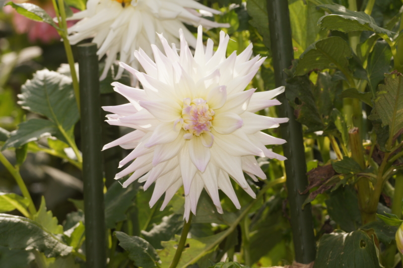 f:id:shigeo-t:20141012052537j:plain f:id:shigeo-t:20141012052537j:plain
