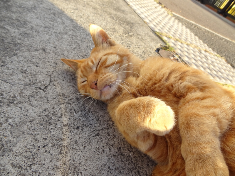 f:id:shigeo-t:20141119043912j:plain