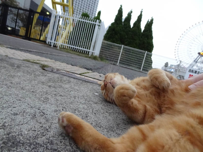 f:id:shigeo-t:20141119044047j:plain