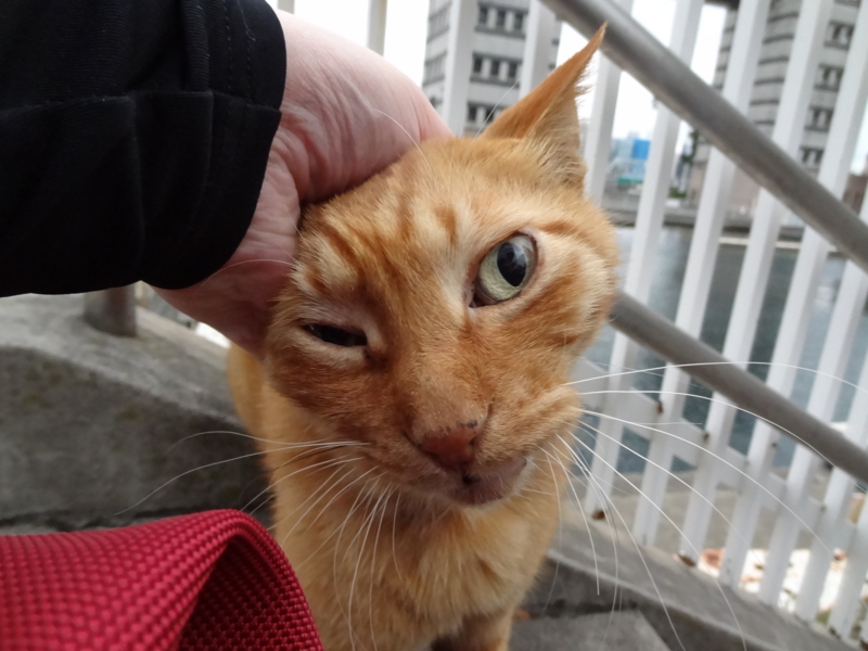 f:id:shigeo-t:20141119044545j:plain