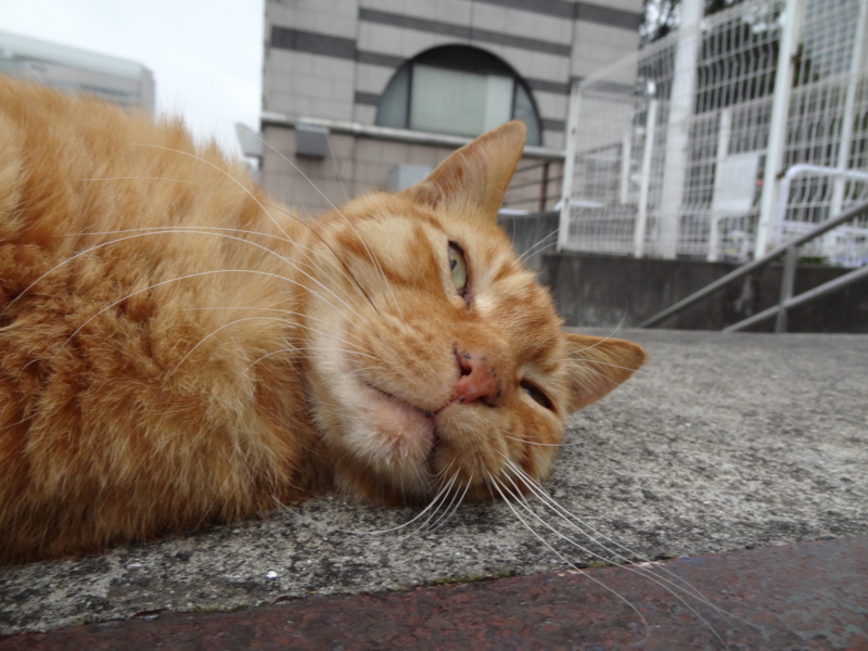f:id:shigeo-t:20141119044633j:plain