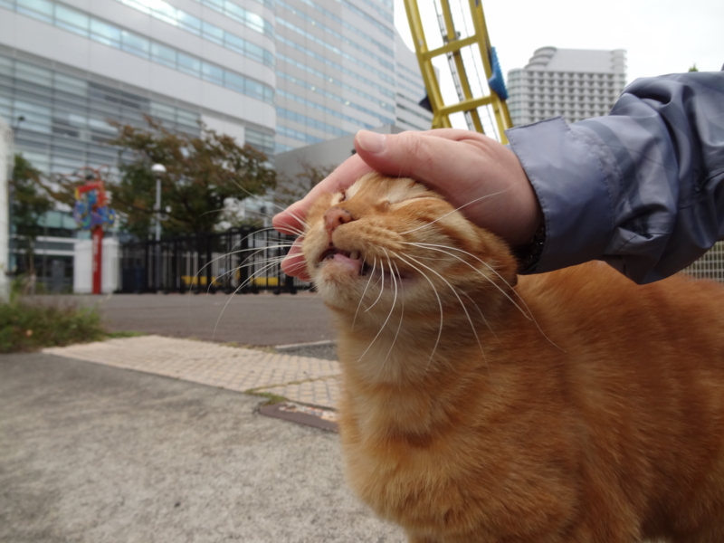 f:id:shigeo-t:20141119044749j:plain
