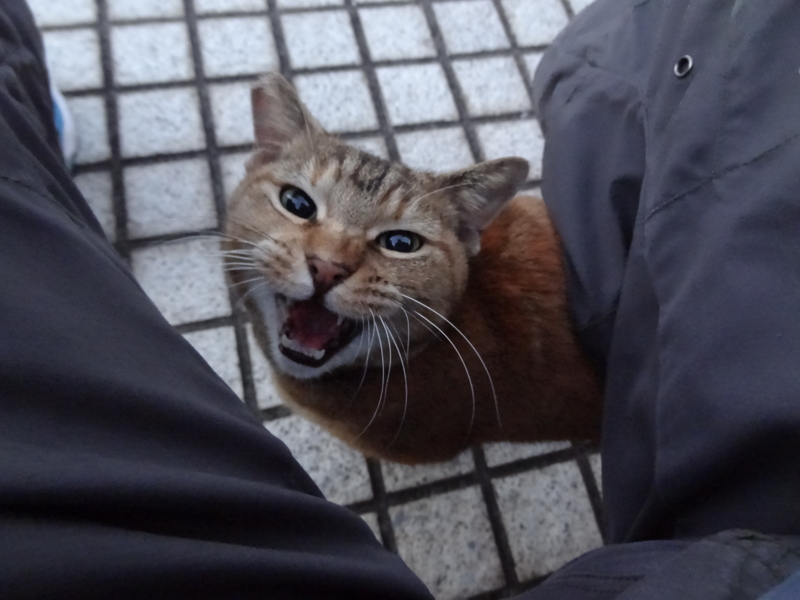 f:id:shigeo-t:20150105053643j:plain f:id:shigeo-t:20150105053643j:plain