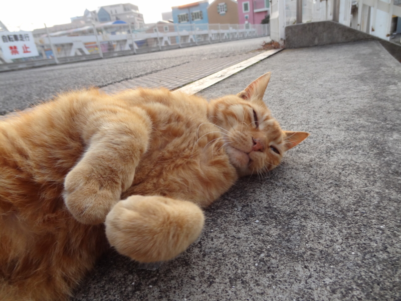 f:id:shigeo-t:20150117051404j:plain
