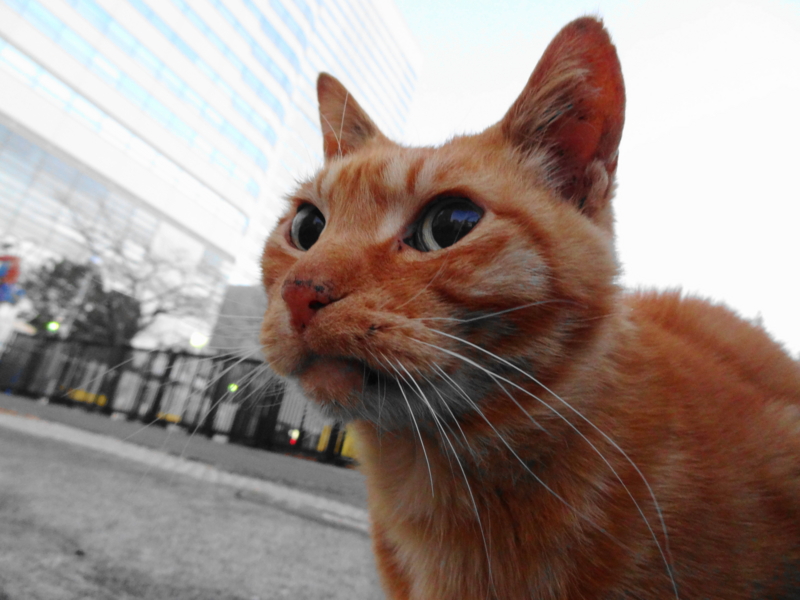 f:id:shigeo-t:20150117051941j:plain
