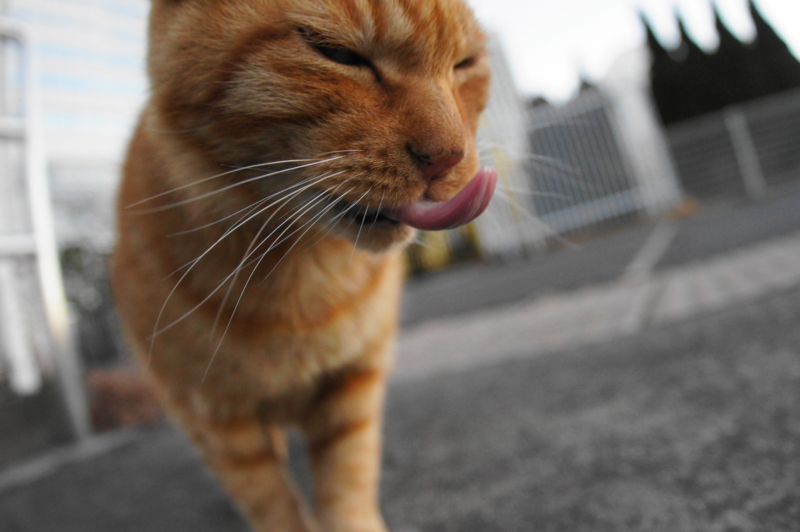 f:id:shigeo-t:20150117052218j:plain