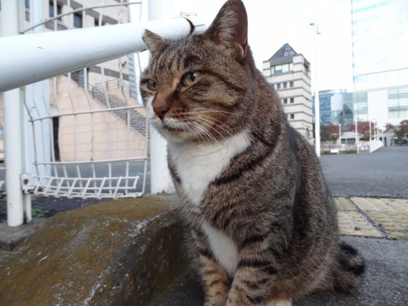 f:id:shigeo-t:20150117052714j:plain