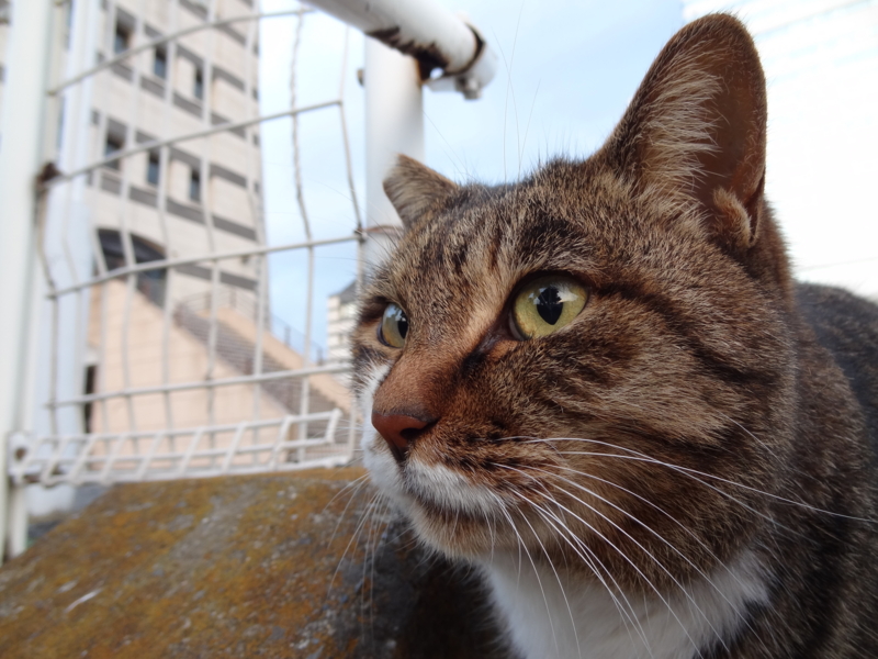 f:id:shigeo-t:20150117052845j:plain