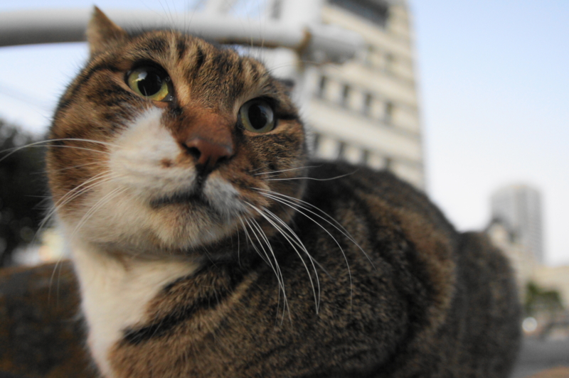 f:id:shigeo-t:20150117053456j:plain