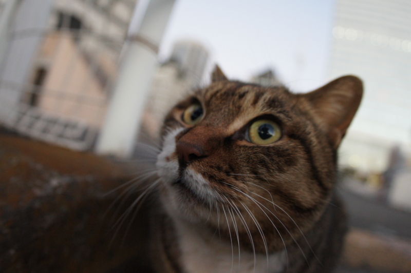 f:id:shigeo-t:20150117053616j:plain