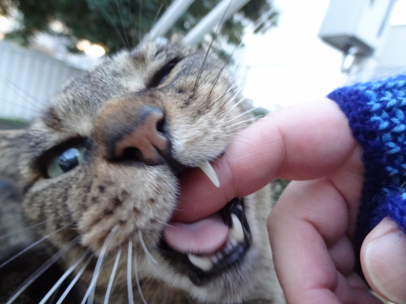f:id:shigeo-t:20150117054505j:plain