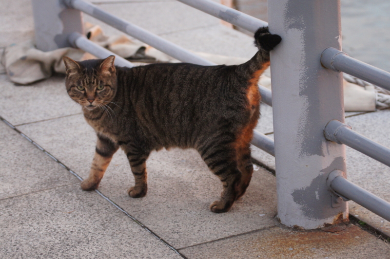 f:id:shigeo-t:20150117055316j:plain