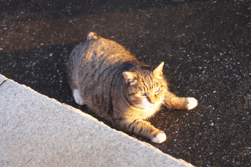 f:id:shigeo-t:20150117094924j:plain