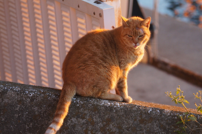 f:id:shigeo-t:20150117095904j:plain